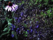 Aconitum wilsonii tallest, late purple monkshood