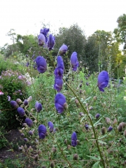 Aconitum wilsonii late, dark purple