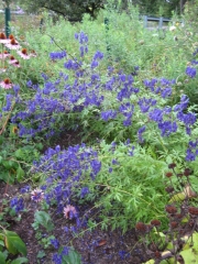 Aconitum wilsonii late, dark purple