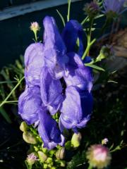 Aconitum monkshood