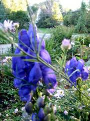 Aconitum, very late monkshood