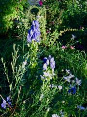 Boltonia & Aconitum monkshood