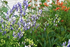 Aconitum camarrum bicolor monkshood
