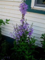 Adenophora ladybells, hedge bluebells