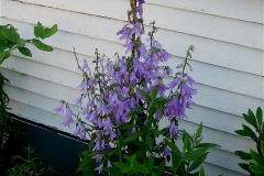 Adenophora ladybells, hedge bluebells