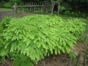 Adiantum pedatum maidenhair fern