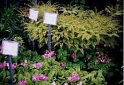 Adiantum & Primula sieboldii maidenhair fern