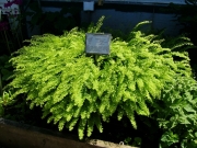 Adiantum pedatum maidenhair fern