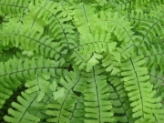 Adiantum pedatum maidenhair fern