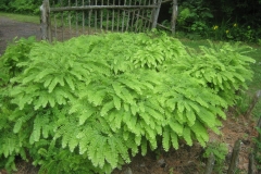 Adiantum pedatum maidenhair fern