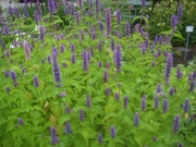 Agastache foeniculum anise hyssop
