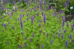 Agastache foeniculum anise hyssop