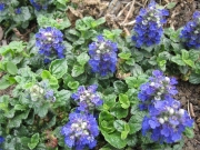Ajuga cristata formerly Ajuga metallica 'Crispa'