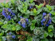 Ajuga cristata formerly Ajuga metallica 'Crispa'