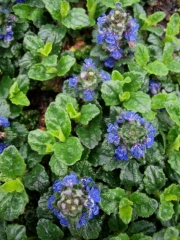 Ajuga cristata formerly Ajuga metallica 'Crispa'