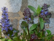 Ajuga reptans against background of granite