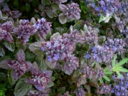 Ajuga reptans 'Bronze Beauty'