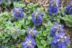Ajuga cristata formerly Ajuga metallica 'Crispa'