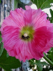 Alcea hollyhock Alcea rosea