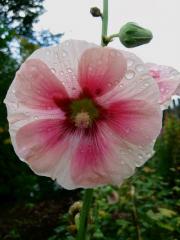 Alcea, close up hollyhock closeup