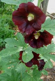 Alcea rosea hollyhock, dark red