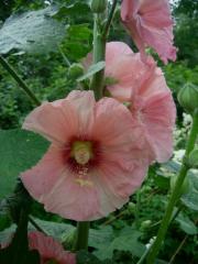 Alcea rosea hollyhock, palest salmon