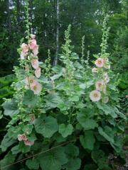 Alcea rosea hollyhock, palest salmon