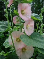 Alcea rosea hollyhock, palest salmon