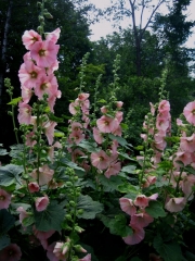 Alcea rosea hollyhocks