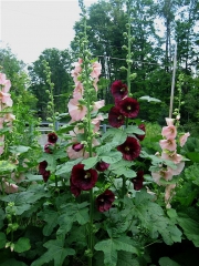 Alcea rosea hollyhocks
