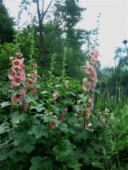 Alcea rosea hollyhocks