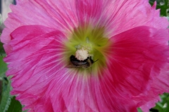 Alcea hollyhock Alcea rosea