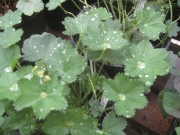 lady's mantle