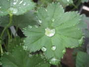 lady's mantle