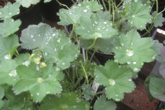 lady's mantle