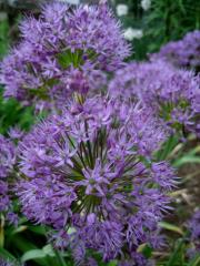 Allium giganteum