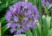 Allium giganteum closeup