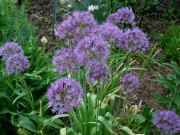 Allium giganteum
