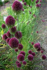 Allium sphaerocephalum drumstick allium