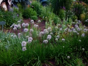 Allium tuberosum broad-leaved chives