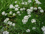 Allium tuberosum garlic chives