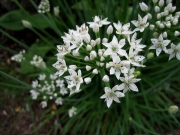 Allium tuberosum garlic chives