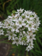 Allium tuberosum garlic chives
