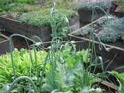 Allium sativum garlic in bud