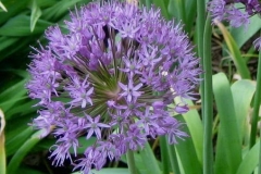 Allium giganteum closeup