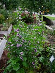 Althea 'zebrina' dwarf hollyhock