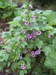 Althea 'zebrina' dwarf hollyhock