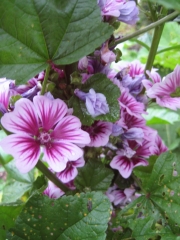 Althea 'zebrina' dwarf hollyhock closeup