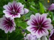 Althea 'zebrina' dwarf hollyhock
