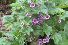 Althea 'zebrina' dwarf hollyhock